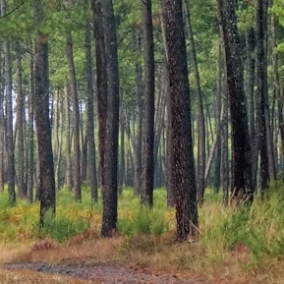 Interdiction de fréquentation des massifs forestiers