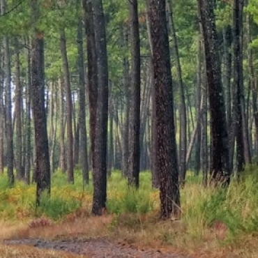 Interdiction de fréquentation des massifs forestiers